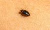Identifying, Treating, and Preventing Bed Bug Infestations