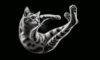 Cats Land on Their Feet: Understanding the Science Behind It