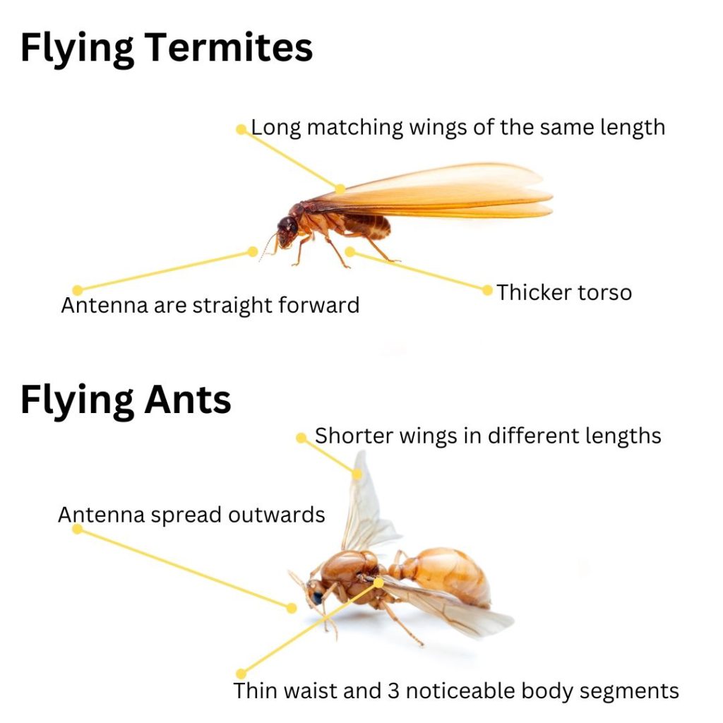 Flying Termites: Importance and Ways to Address Them