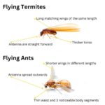 Flying Termites: Importance and Ways to Address Them