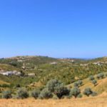 Olive Route: Discover Alentejo’s Rich Olive Heritage