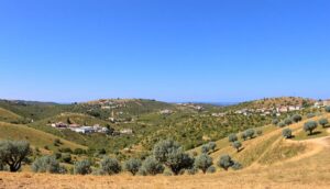 Olive Route: Discover Alentejo’s Rich Olive Heritage