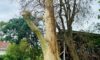 Spotted Gum Tree Lightning Strike: Insights from Adamstown Heights