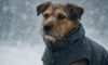 Weather-Resistant Gear: Essential Must-Haves for Pets