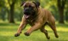 Bigger Dogs: Understanding Aggression in Canines