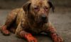 Burn Wound Care for Pets: Key Healing Tips to Follow