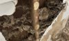 Termite Inspection Tips for Winter Sydney Homes