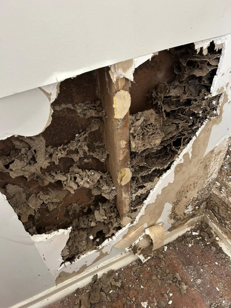 Termite Inspection Tips for Winter Sydney Homes