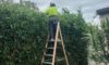 Hedging Plants: Effortless Care for Newcastle Gardens