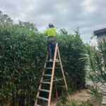 Hedging Plants: Effortless Options for Newcastle Gardens