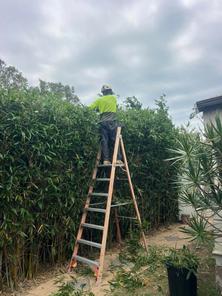 Hedging Plants: Effortless Options for Newcastle Gardens