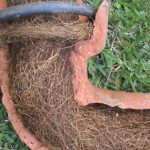 Tree Roots in Drains: Addressing the Sutherland Shire Problem