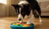 Border Collie Mental Stimulation Tips to Engage Your Dog