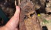 Clay Soil’s Impact on Caboolture Drainage Pipes Uncovered