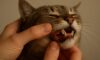 Teeth Brushing Kits for Cats: Top Oral Care Tips to Follow