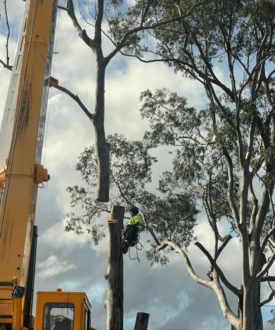 Tree being cut down